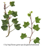 '