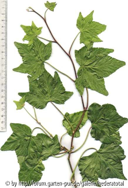 '