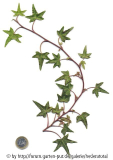 '