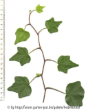 '