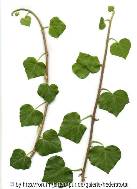 '