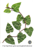 '
