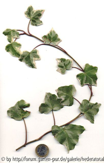 '