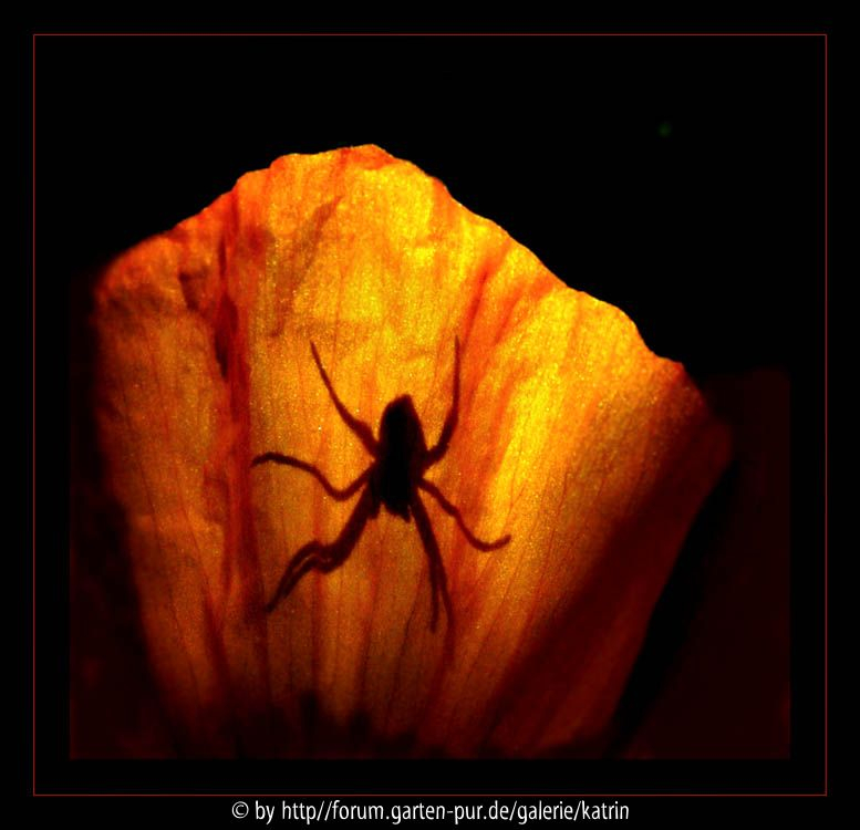spinne im meconopsis