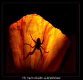 spinne im meconopsis