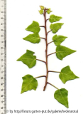 '