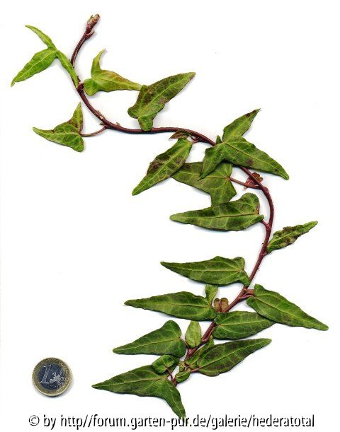 '