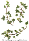 '