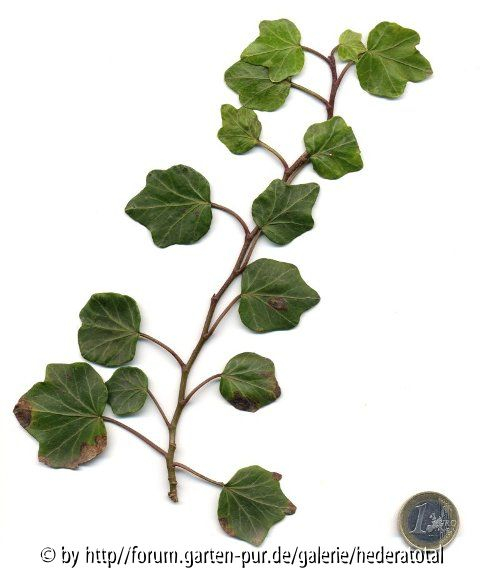 '