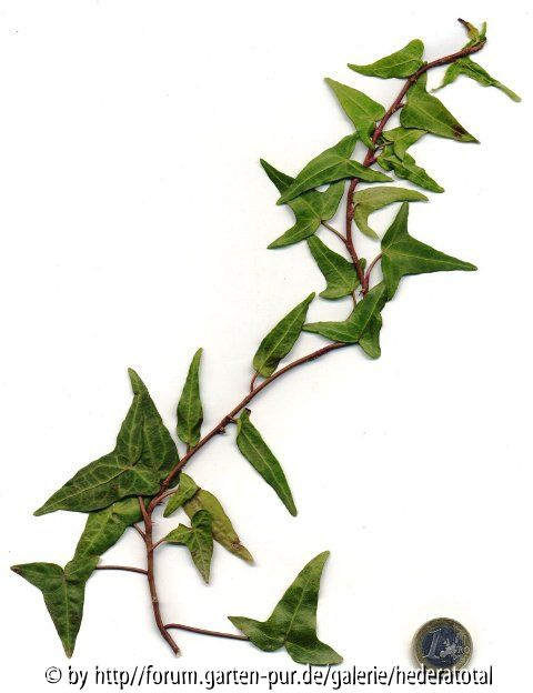 '