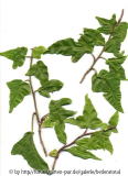 '