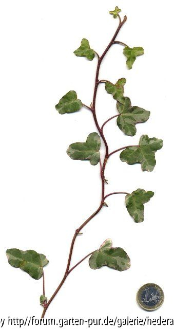 '
