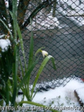 Unbekannte Habitus