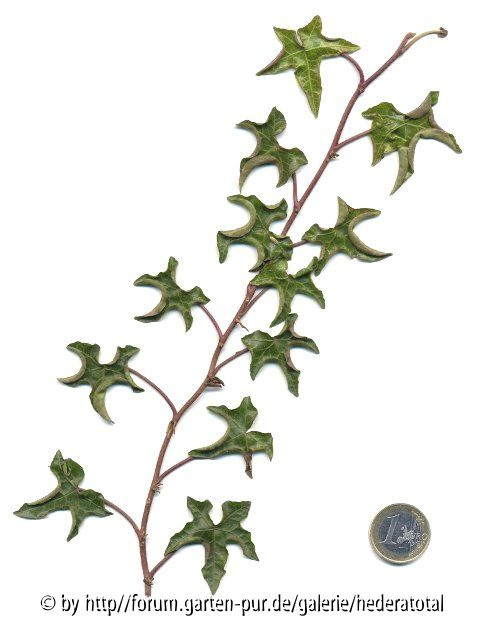 '