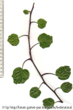 '