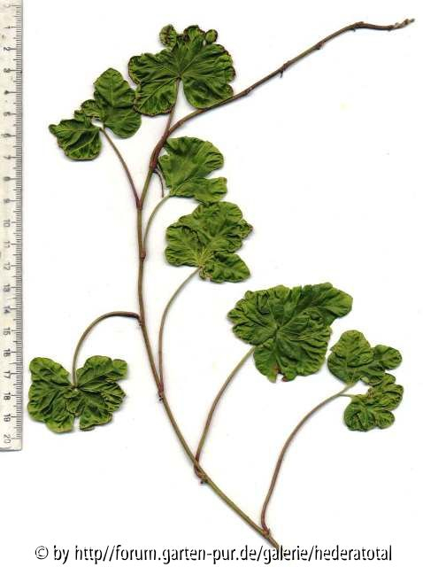 '