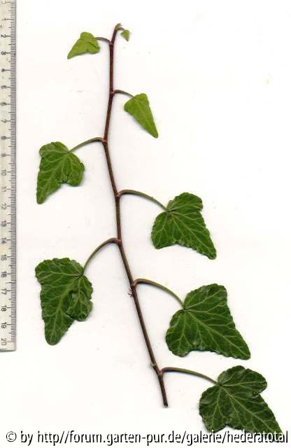 '