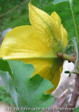Fremontodendron californica
