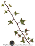 '