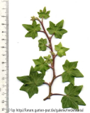 '