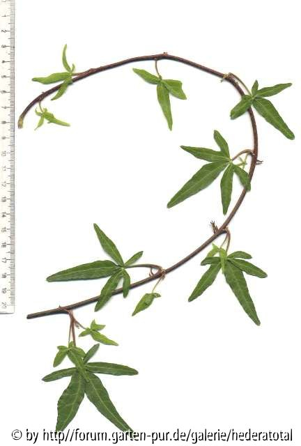 '