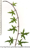 '