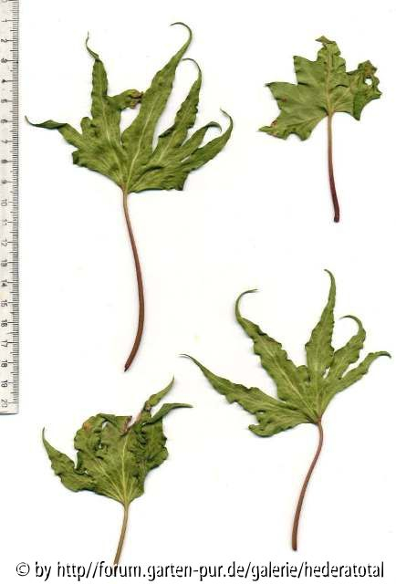 '