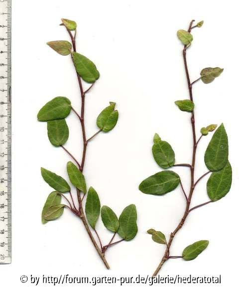 '