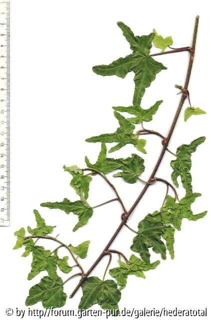 '