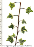 '