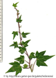 '