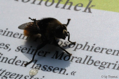 Hummelschwebfliege und Wittgenstein
