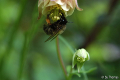 Hummel erntet an Akelei