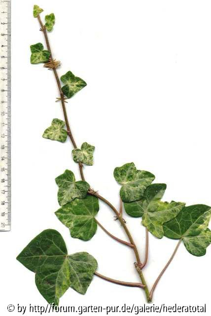 '