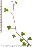 '