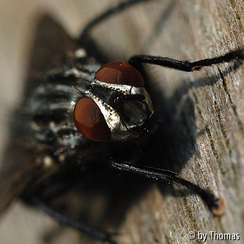 Graue Fleischfliege Sarcophaga carnaria