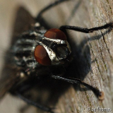Graue Fleischfliege Sarcophaga carnaria