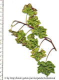 '
