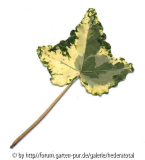 '
