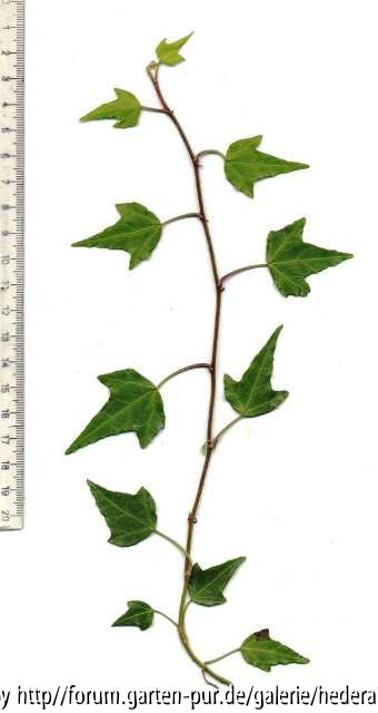 '