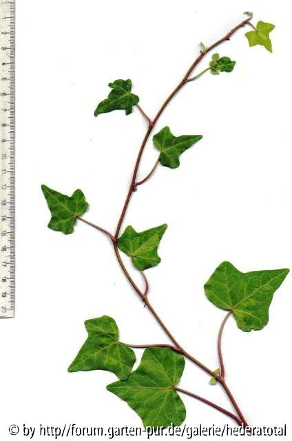 '