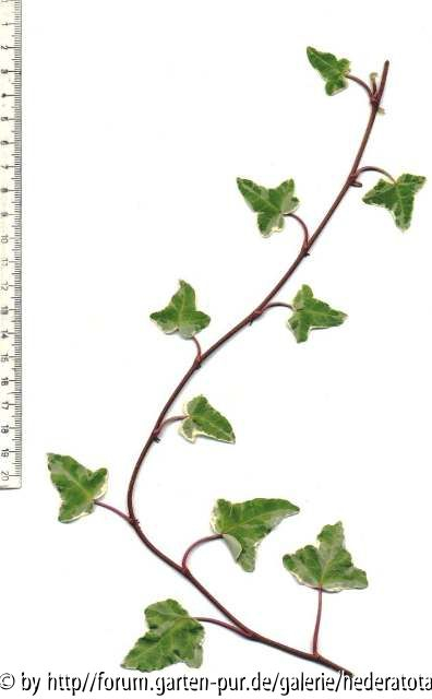 '