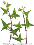 '