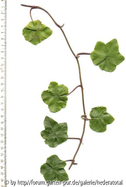 '