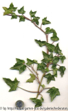 '