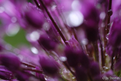 Allium-Tropfen