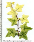 '