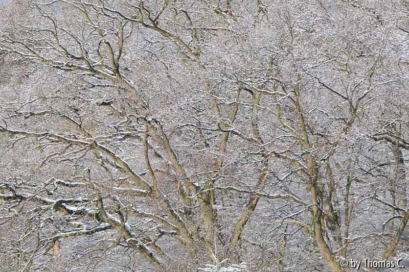 Schneemorgen