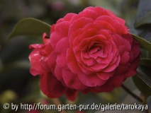 coquettii