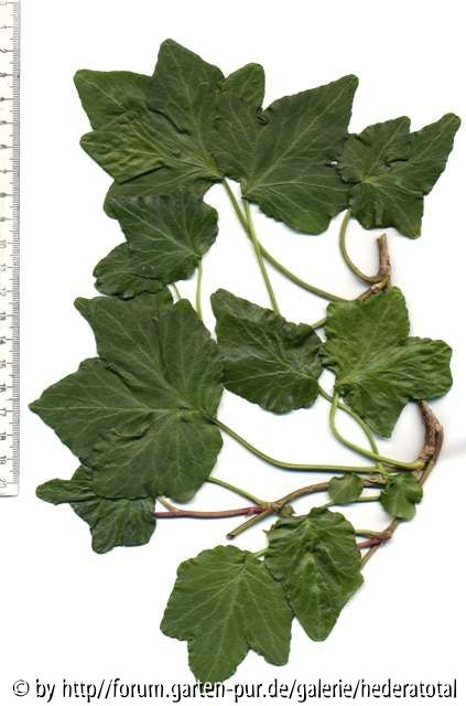 '
